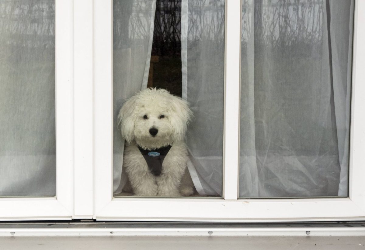 Wie lange kann ein Hund alleine bleiben? Expertin klärt auf 