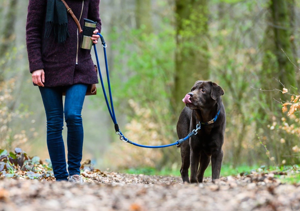 Hund.jpg