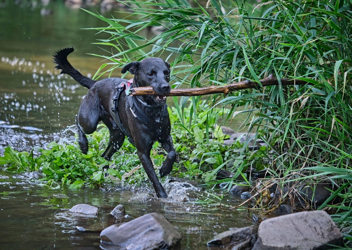 Hund.jpg