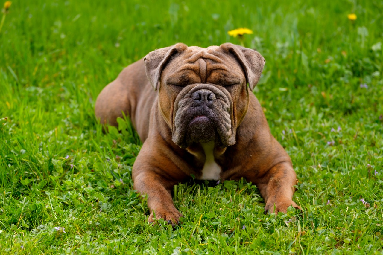 Eine Frau vernachlässigt ihre Bulldoge - Der Hund attackiert einen Mann tödlich.