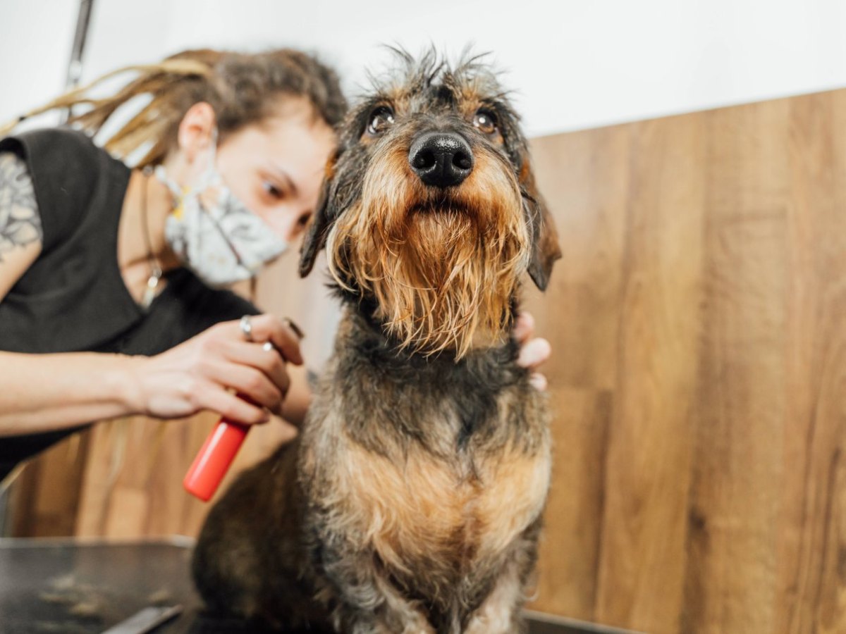 Hund Friseur.jpg