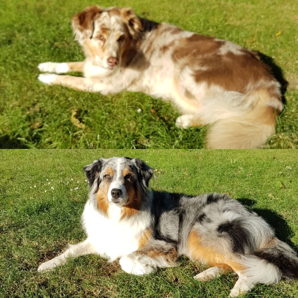 Die beiden Australian Shepherds Joy und Gretchen haben die giftigen Fleischbällchen gefunden.