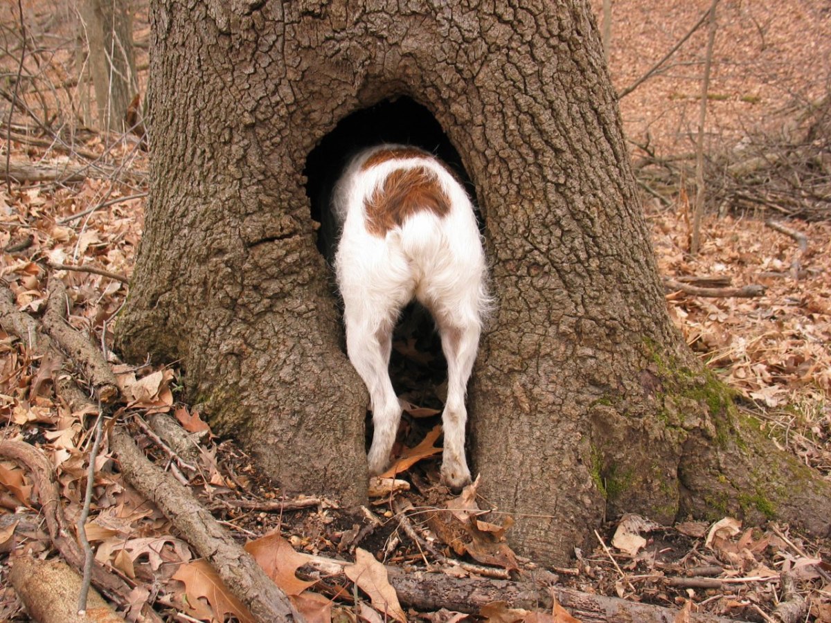 Hund Jagd Neugier.jpg