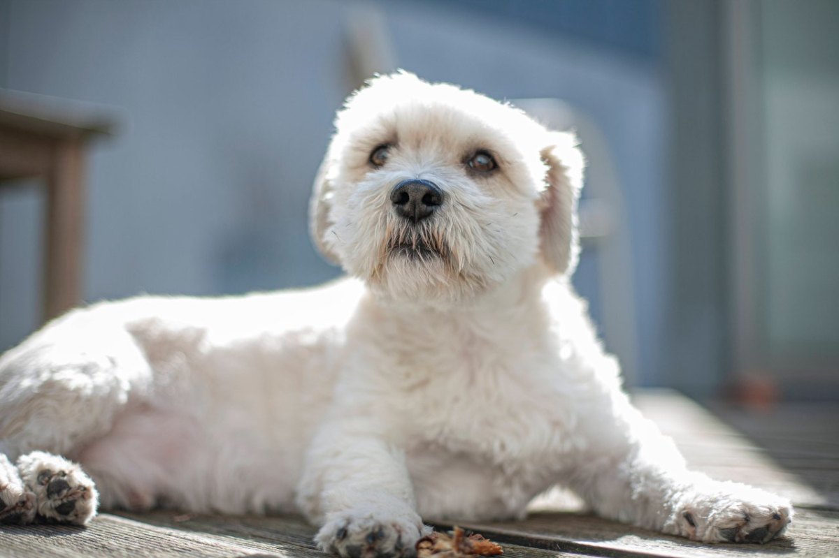 Hund Malteser