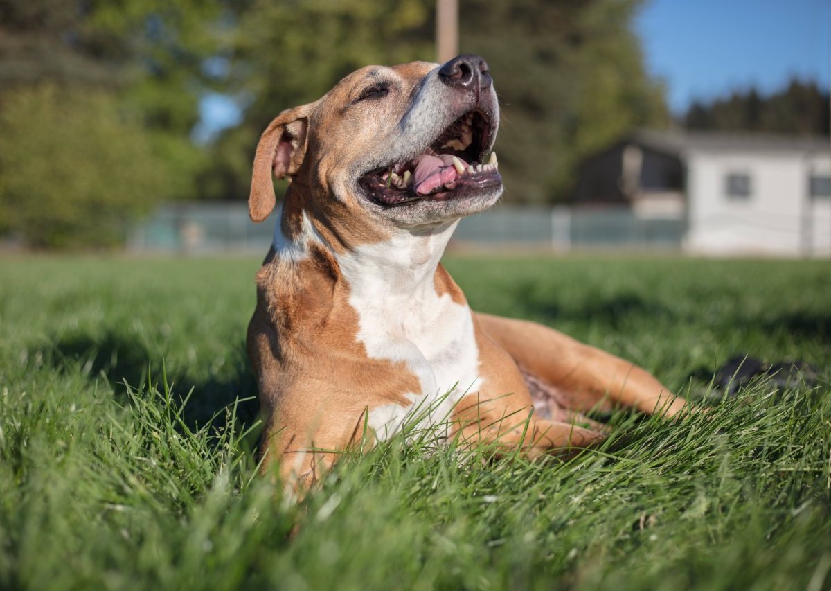 Hund Pittbull