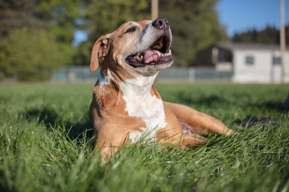 Hund Pittbull