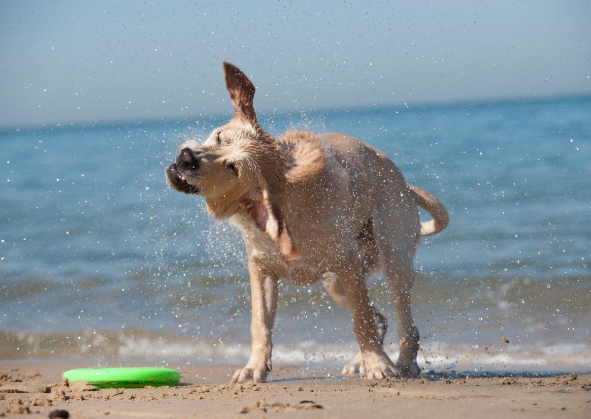 Hund am Stand.jpg