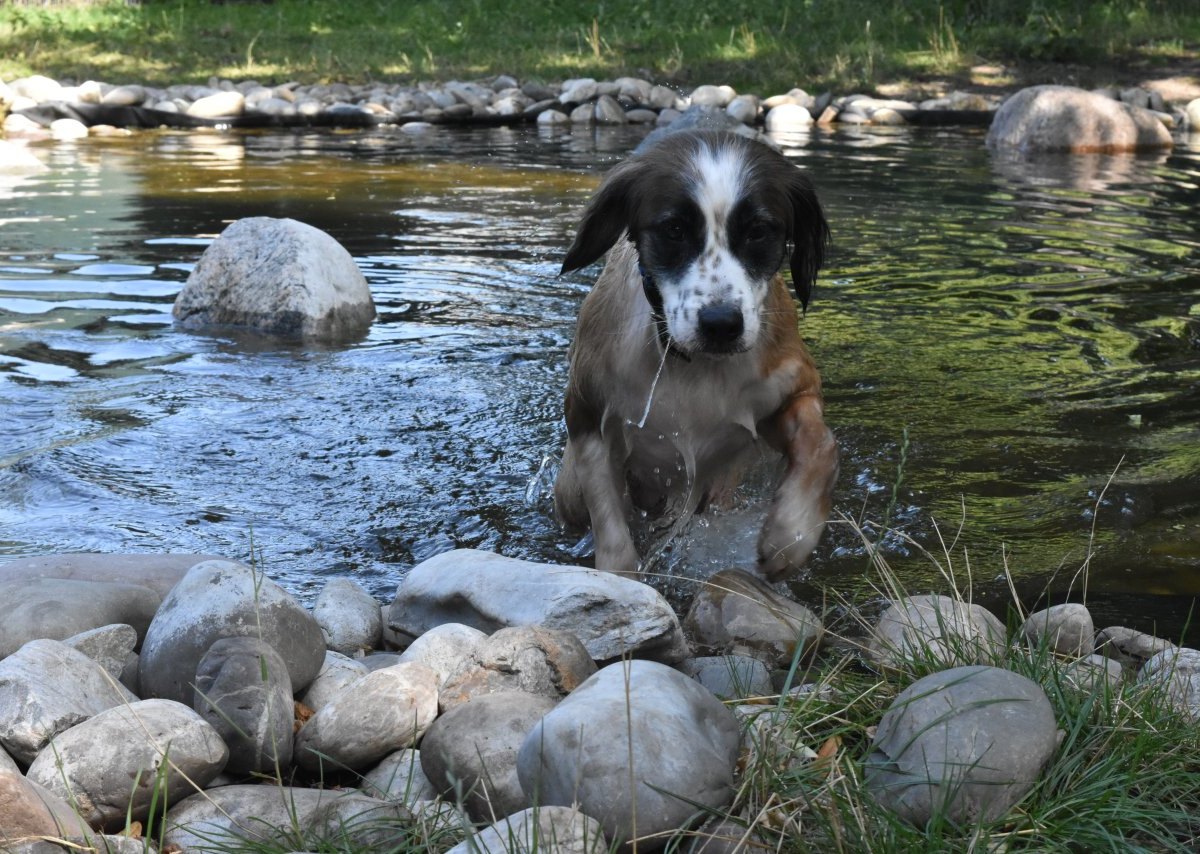 Hund-essen-tierheim