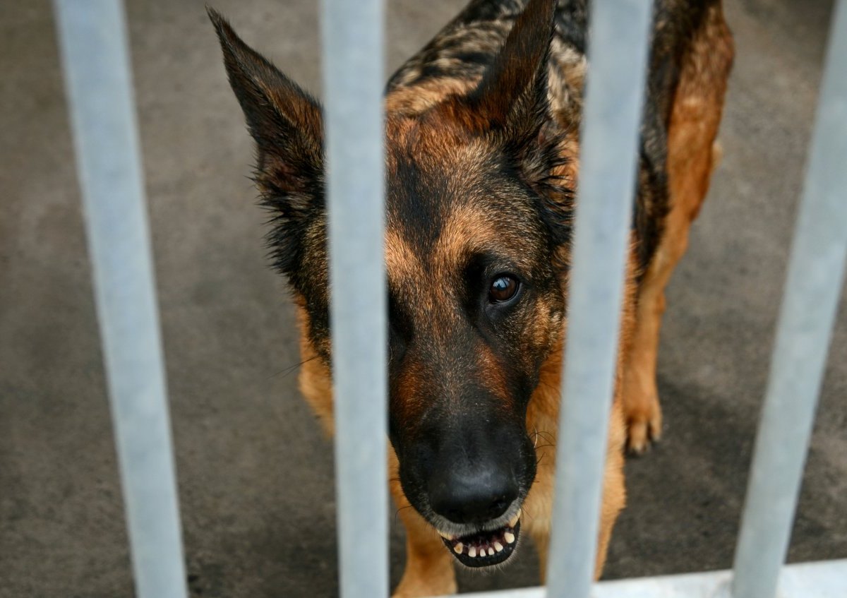 Hund in Essen