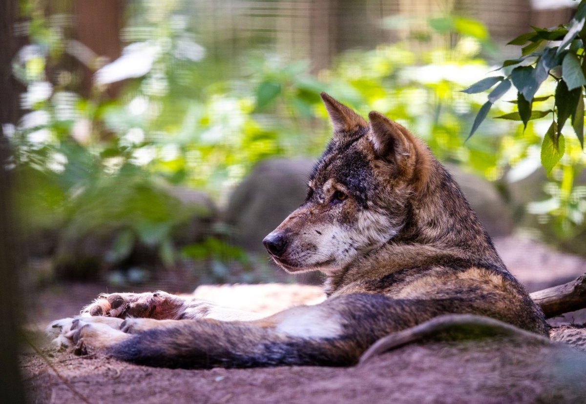 Hund in NRW.jpg