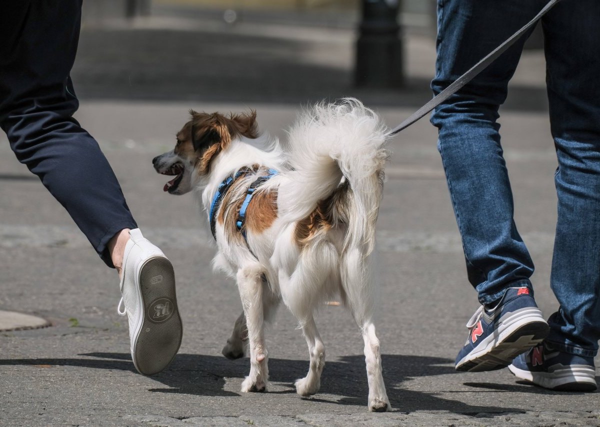 Hund in NRW