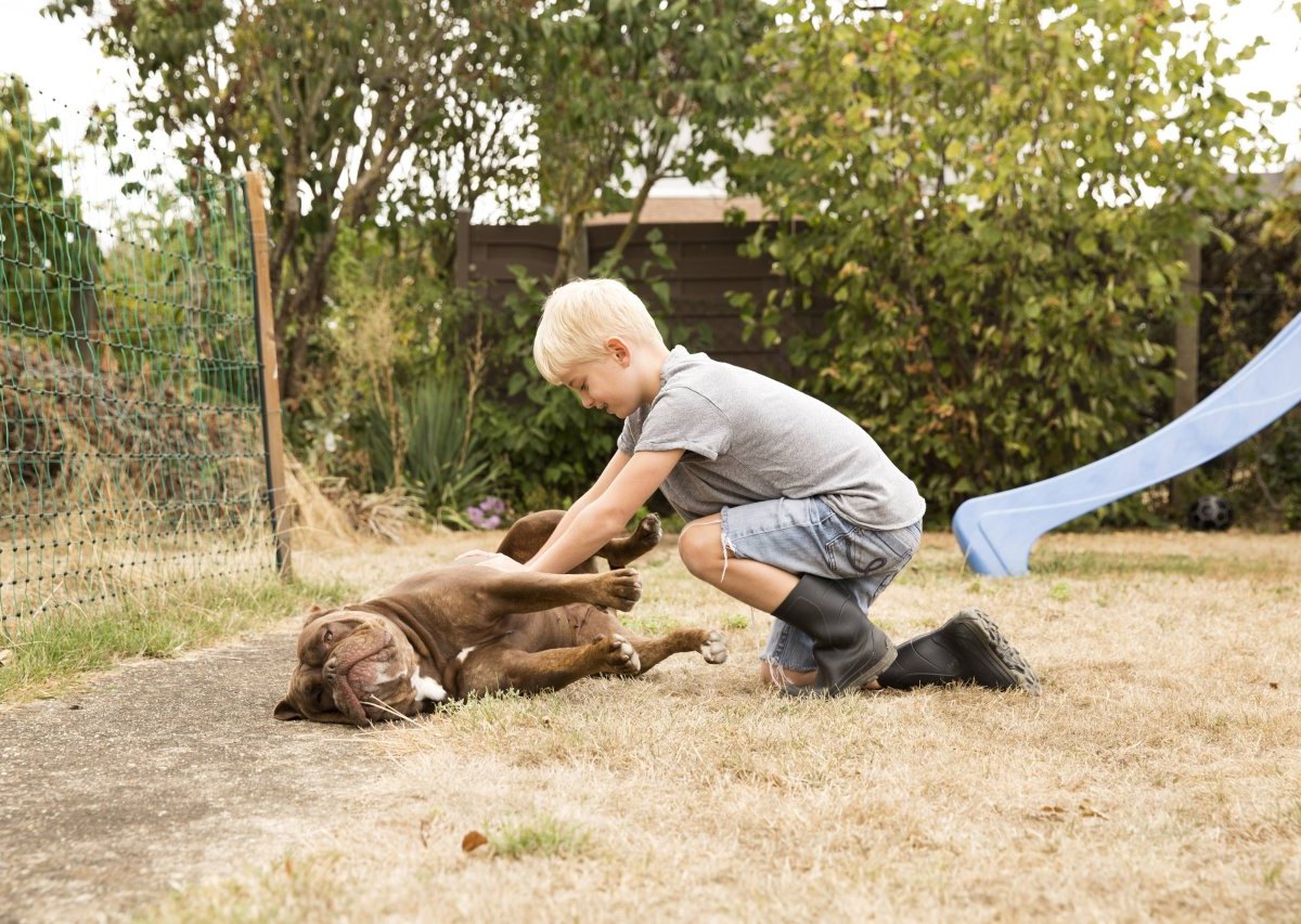 Junge Hund Symbolbild.jpg