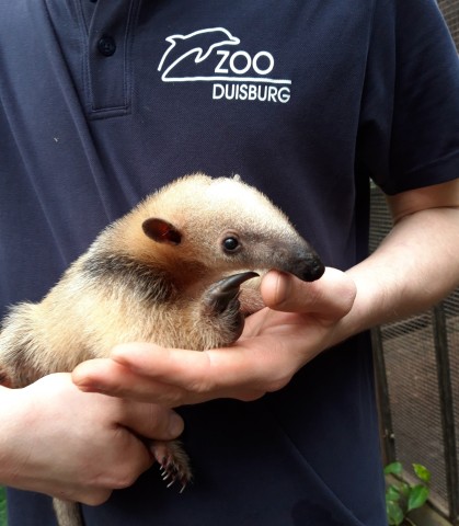 Vor rund zehn Wochen gab es neuen Nachwuchs bei den Tamanduas im Zoo Duisburg.