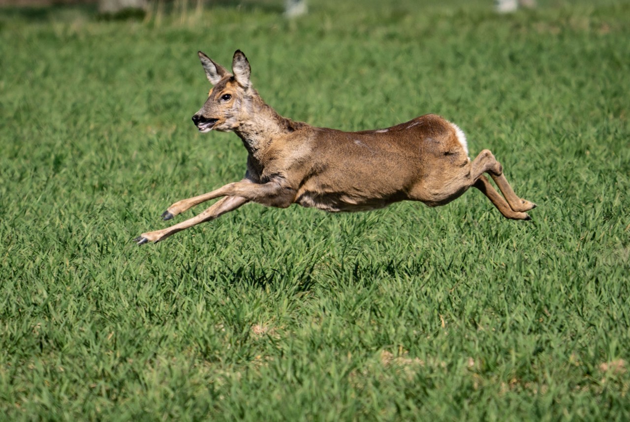 Ein Reh auf der Flucht. (Symbolbild)