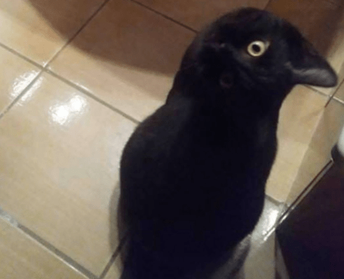 Robert Maguire on Twitter_ _This picture of a crow is interesting because...it's_2018-10-31_10-41-09.png