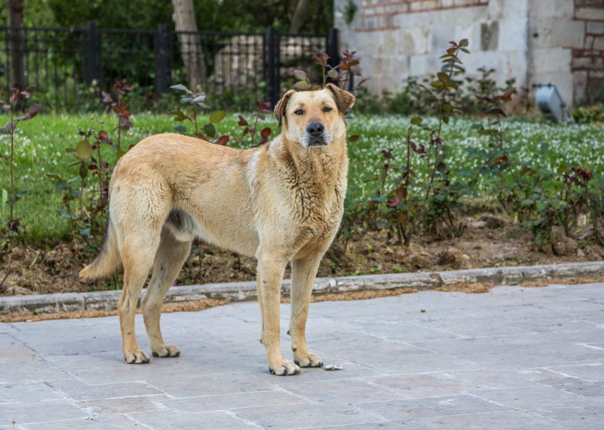 Straßenhund-Argentinien.jpg