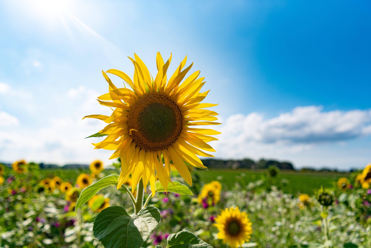 Wetter in Deutschland: Zumindest ein Tag soll am Wochenende sommerlich werden. (Symbolbild)