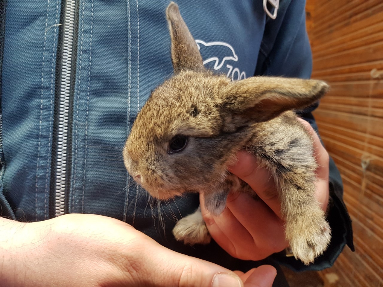 Im Zoo Duisburg wurden Anfang Januar sechs Kaninchen geboren. 