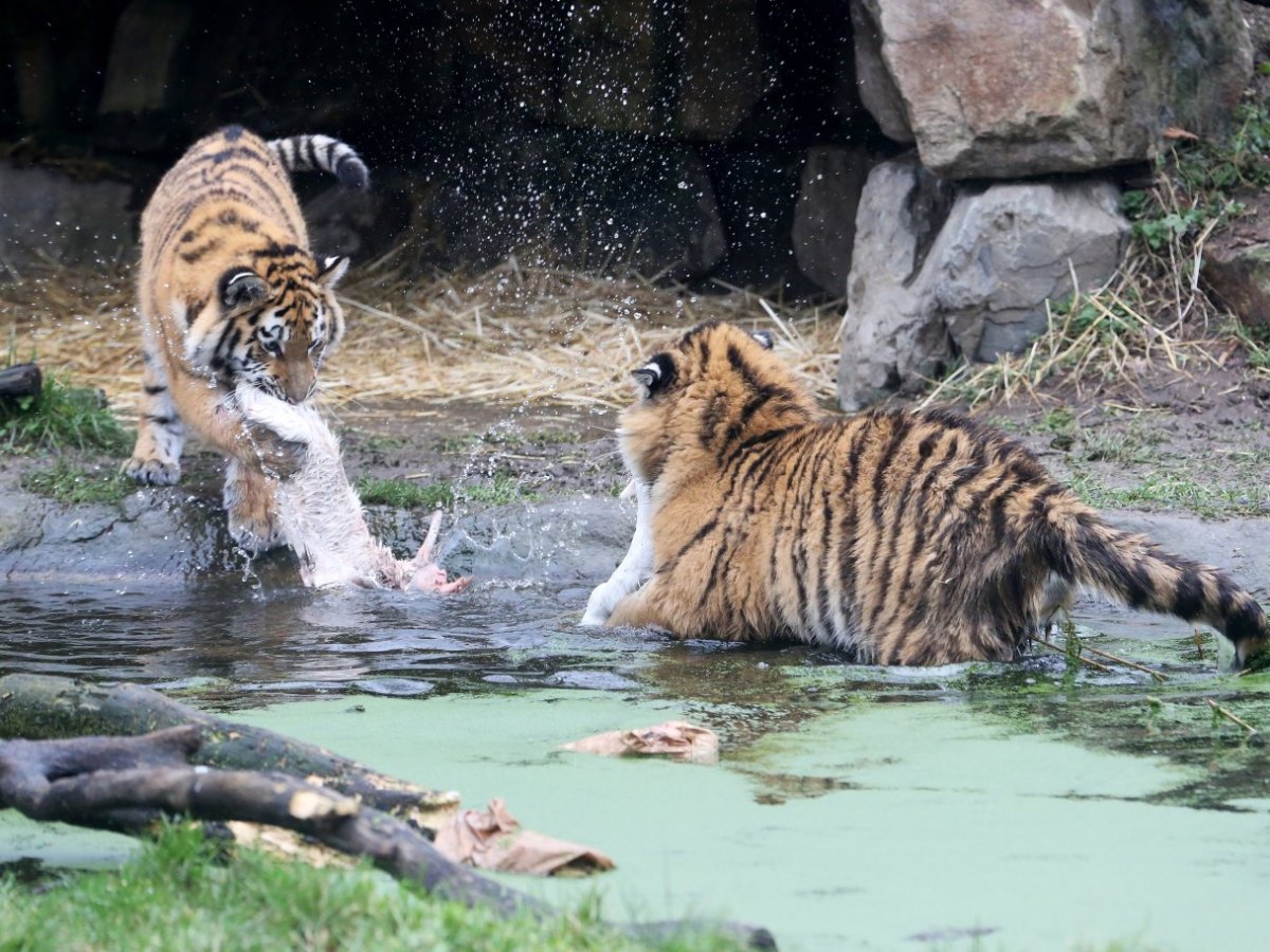 Zoo Duisburg.jpg