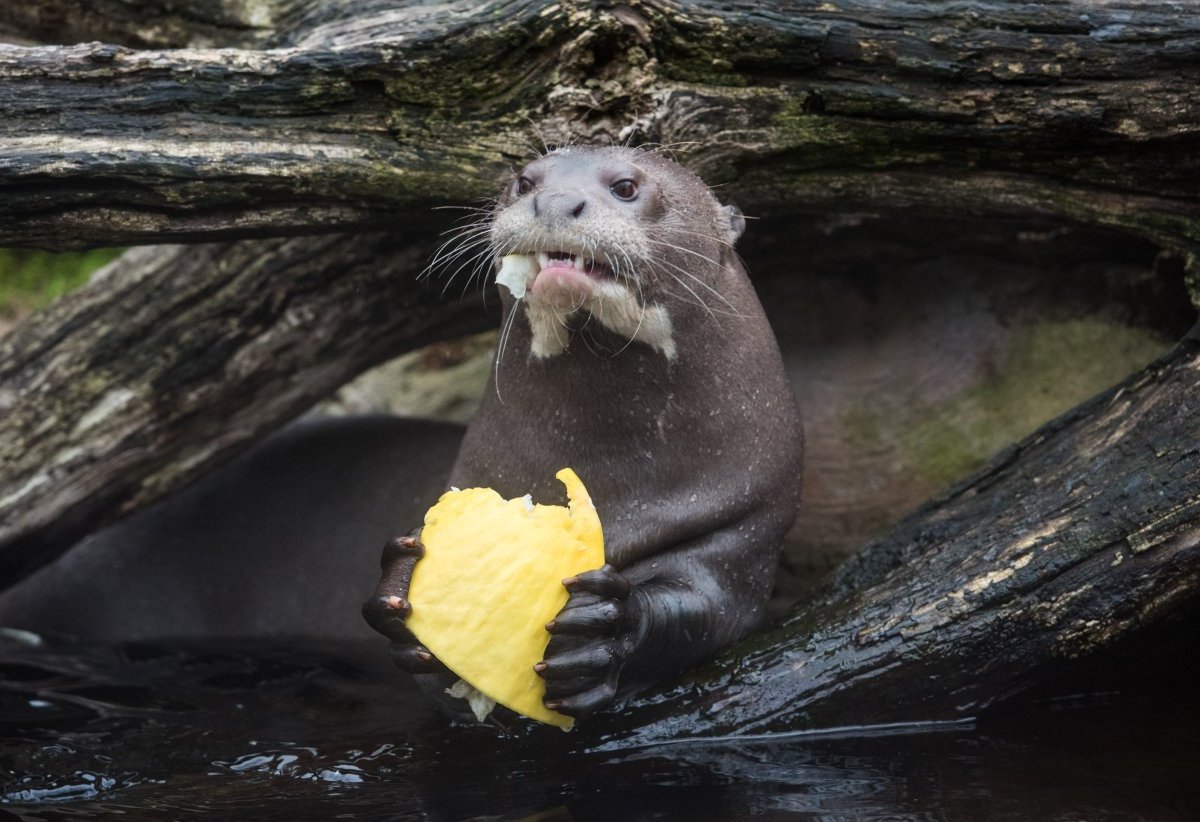 Zoo Duisburg.jpg