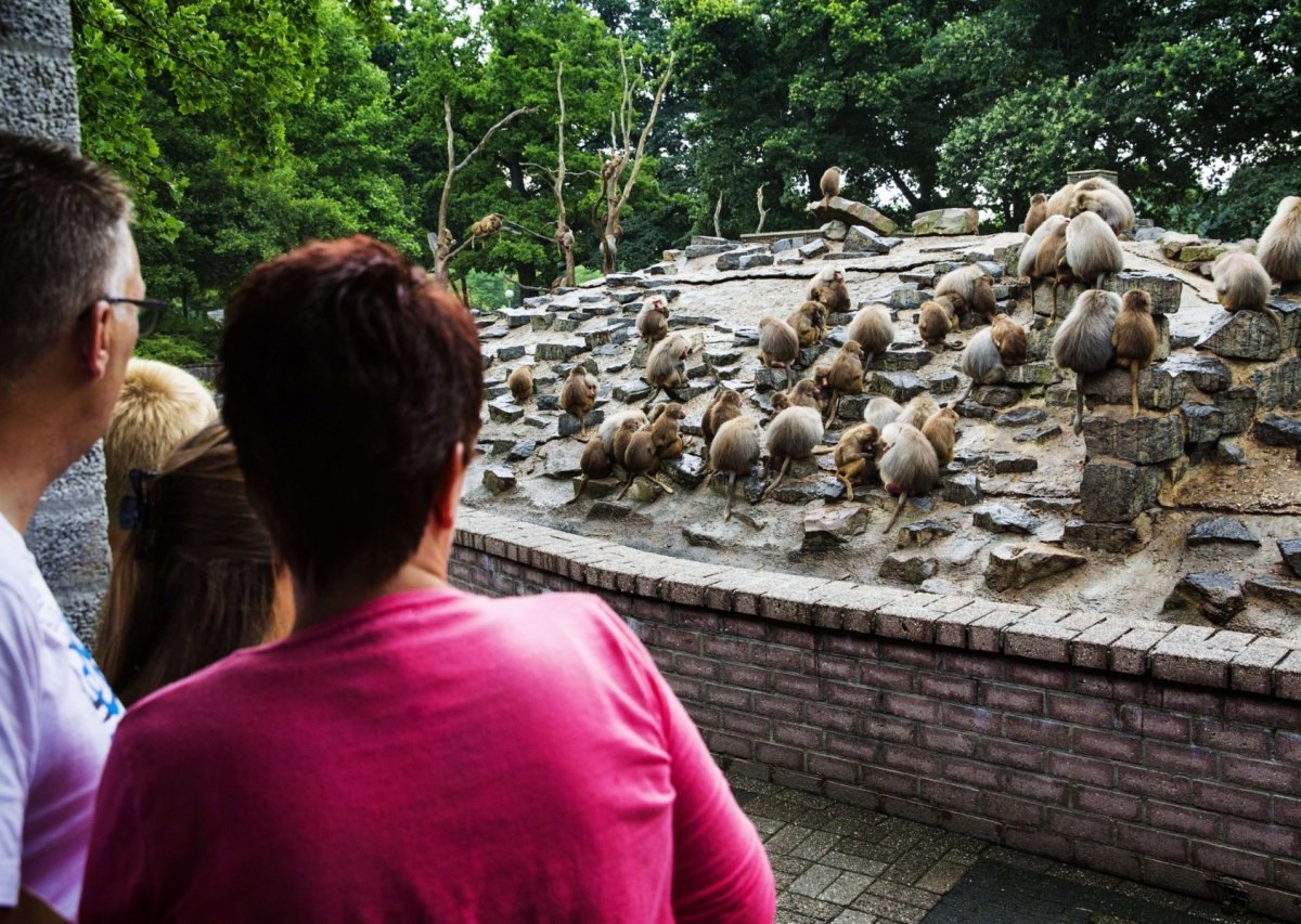 Zoo Emmen Niederlande Paviane starren gleiche Richtung Trauma.jpg