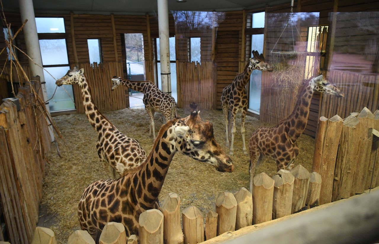 Zoom Gelsenkirchen: Die Afrika-Erlebniswelt hat zwei neue Bewohner. Sie sind deutlich kleiner als diese Kollegen hier.