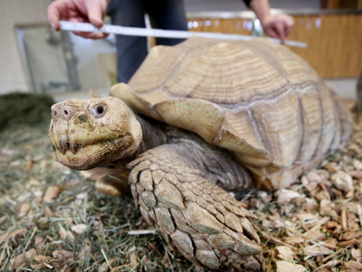 Zoom Gelsenkirchen Schildkröte