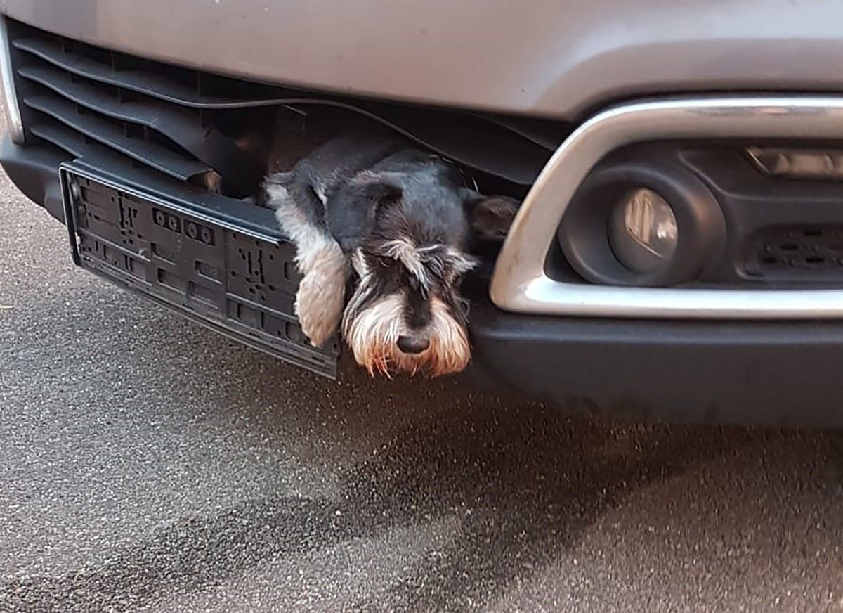 Zwergschnauzer Auto.jpg