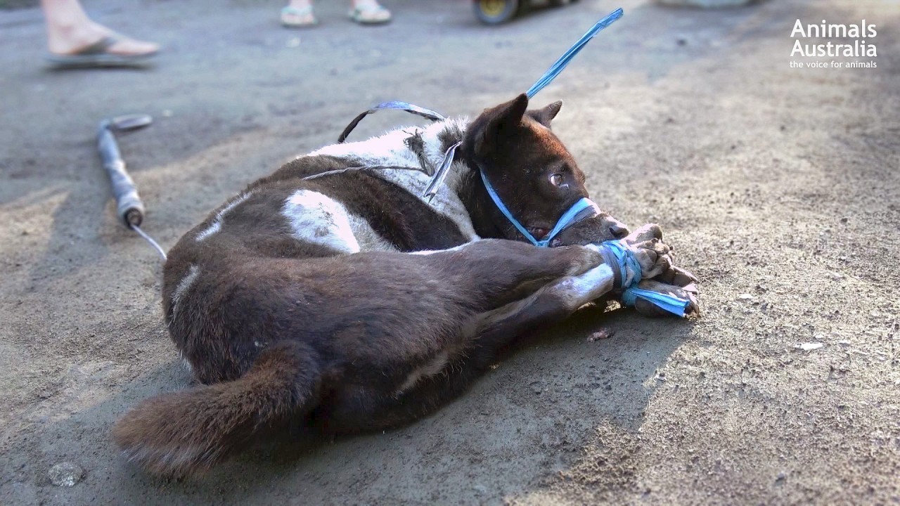 Viele Bilder, die Animals Australia für seine Kampagne gemacht hat, sind schwer zu ertragen. Wir zeigen euch bewusst nur die unblutigen.