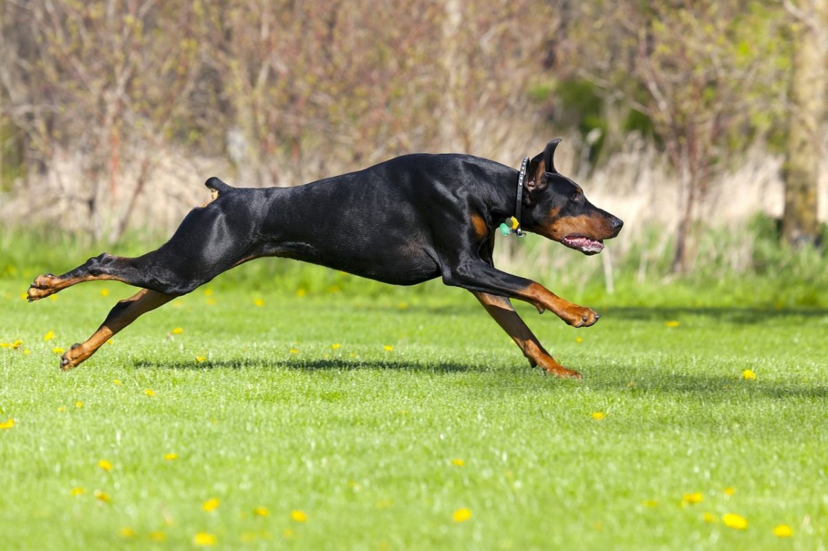 Ist Ein Dobermann Ein Kampfhund