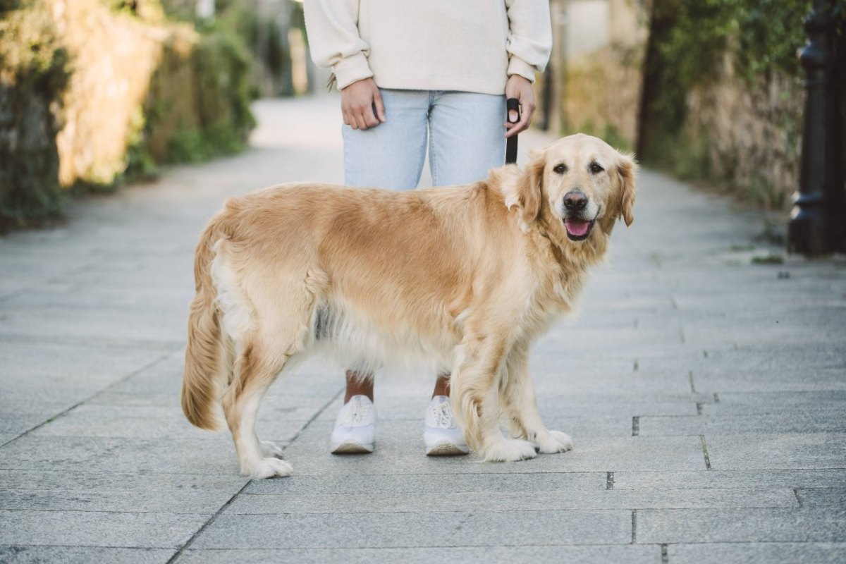 golden-retriever-hund-stirbt-qualvoll-spielzeug.jpg