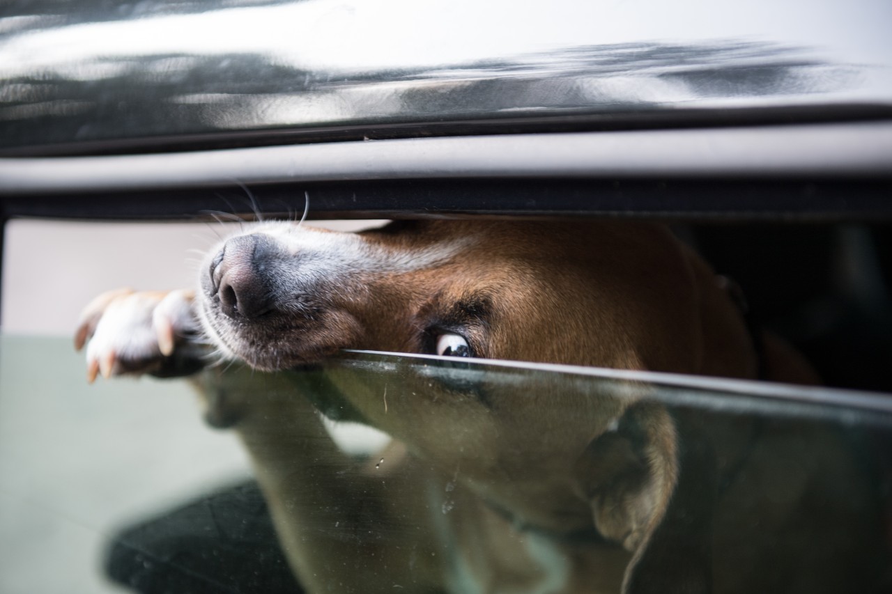 Hund wird bei Hitze im Auto zurückgelassen – dann hat er eine geniale Idee  