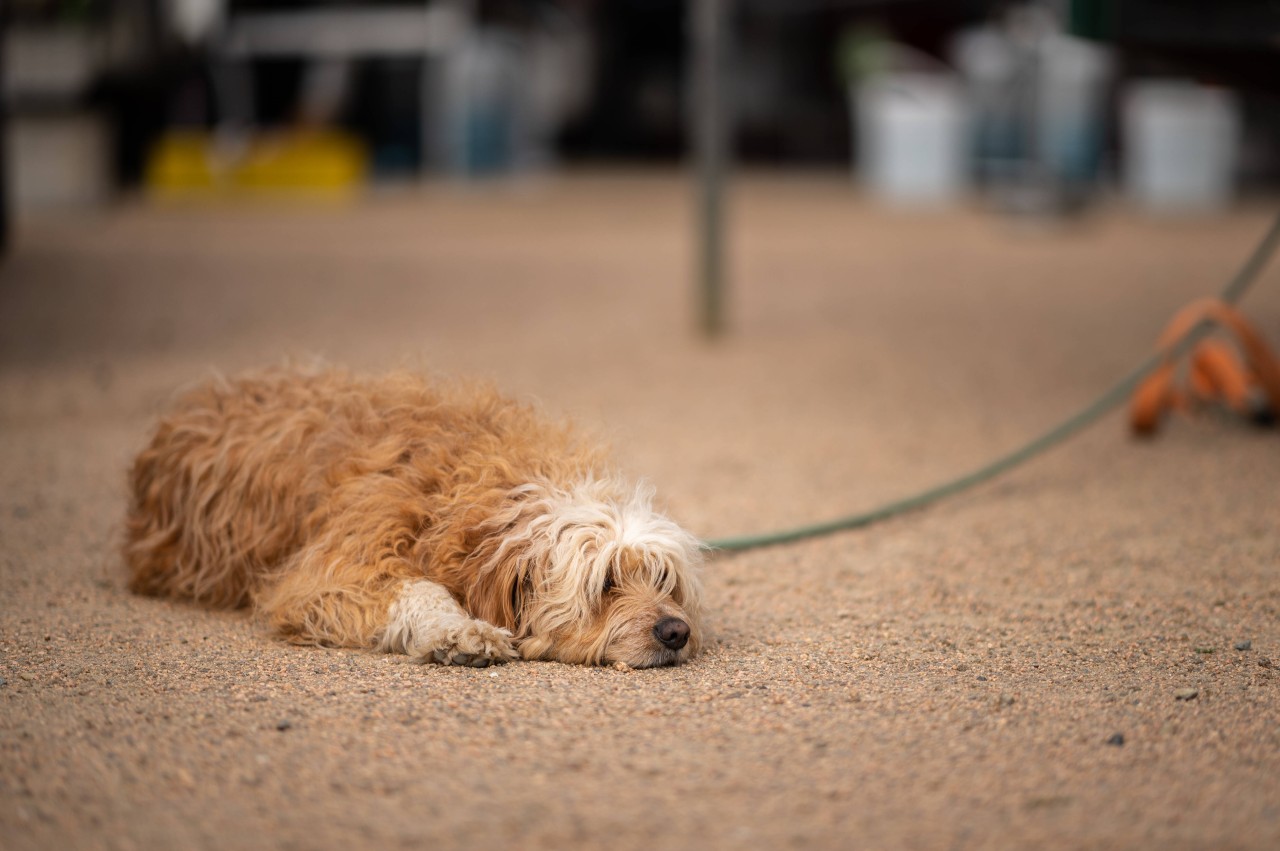 Als Passanten einen Hund auf einem Parkplatz liegen sehen, ahnen sie nicht, welch schreckliches Schicksal ihn getroffen hat. (Symbolbild)