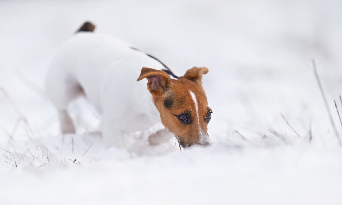 hund.jpg