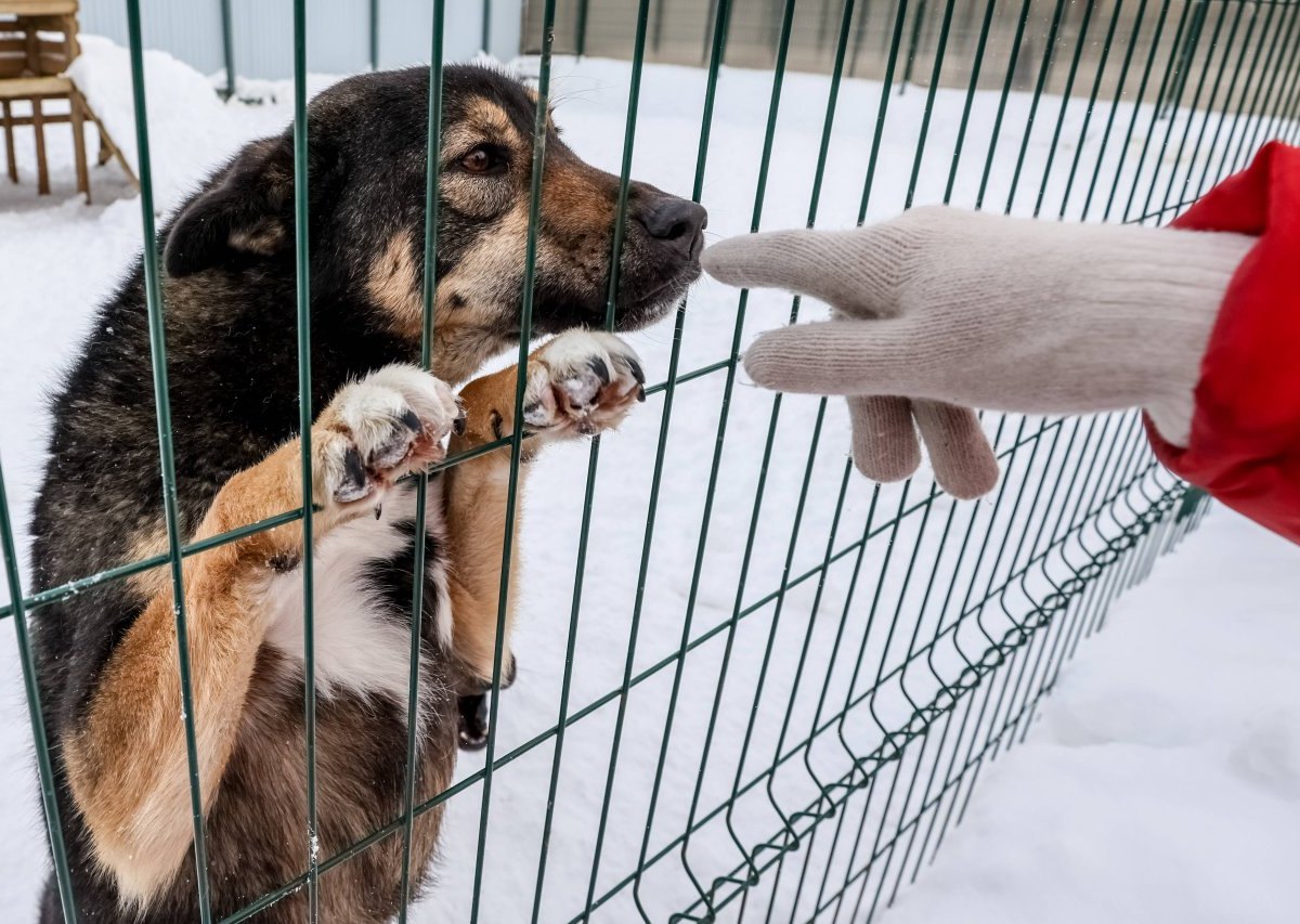 hund Tierheim