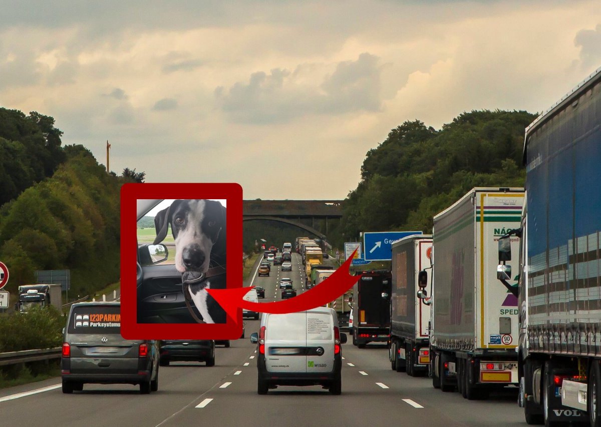 hund a1 unfall.jpg