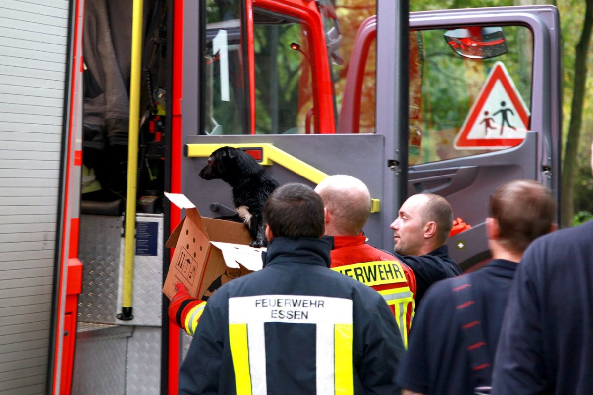 hund-berne-feuerwehr.jpg