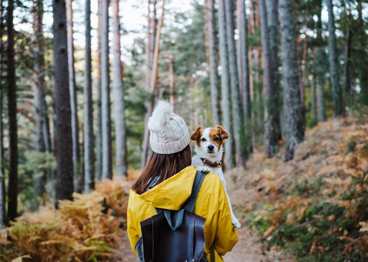 hund frau wald.jpg