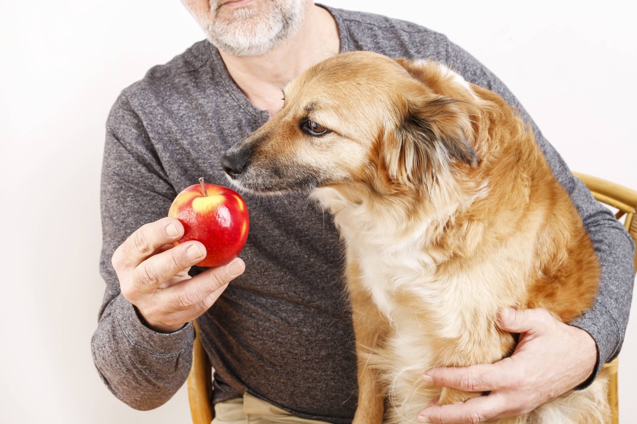 "An apple a day keeps the doctor away" - Dieser berühmte Spruch gilt nicht unbedingt für Hunde.