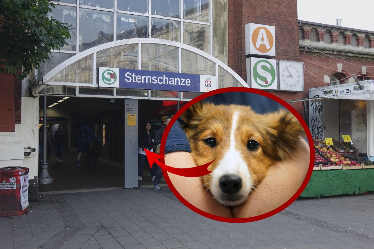 Hund fährt mit der Bahn: Die Polizei Hamburg hat sich eines alleinreisenden Hundes angenommen. (Symbolbild)