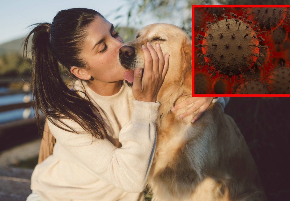 hund-hundegrippe-symbolfoto.jpg