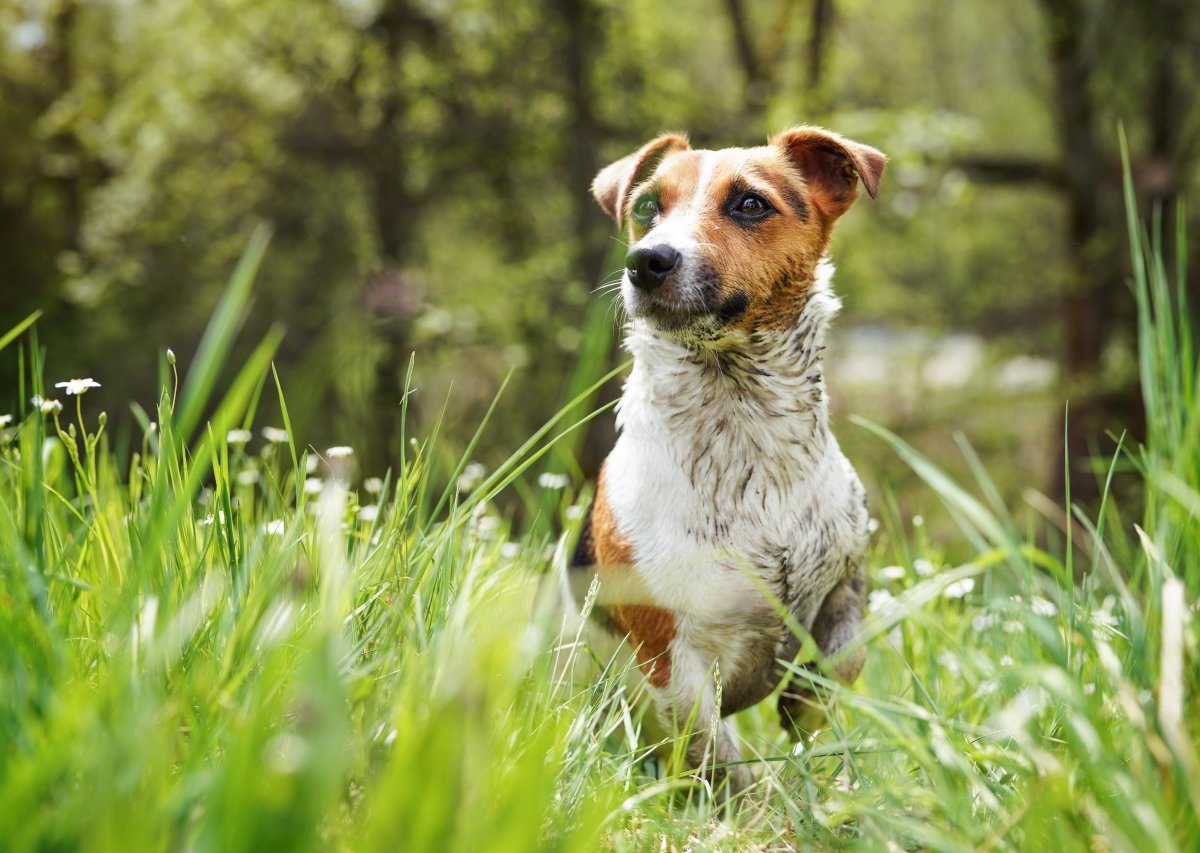 hund-in-nrw.jpg