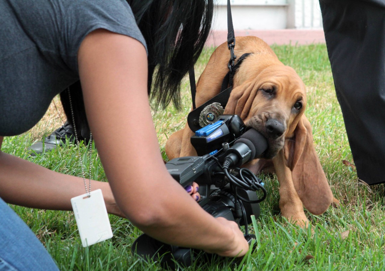 Hund crasht Live-TV-Nachrichtensendung – und sorgt für kuriose Szene 