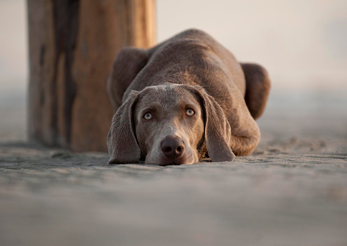 hund strand.jpg