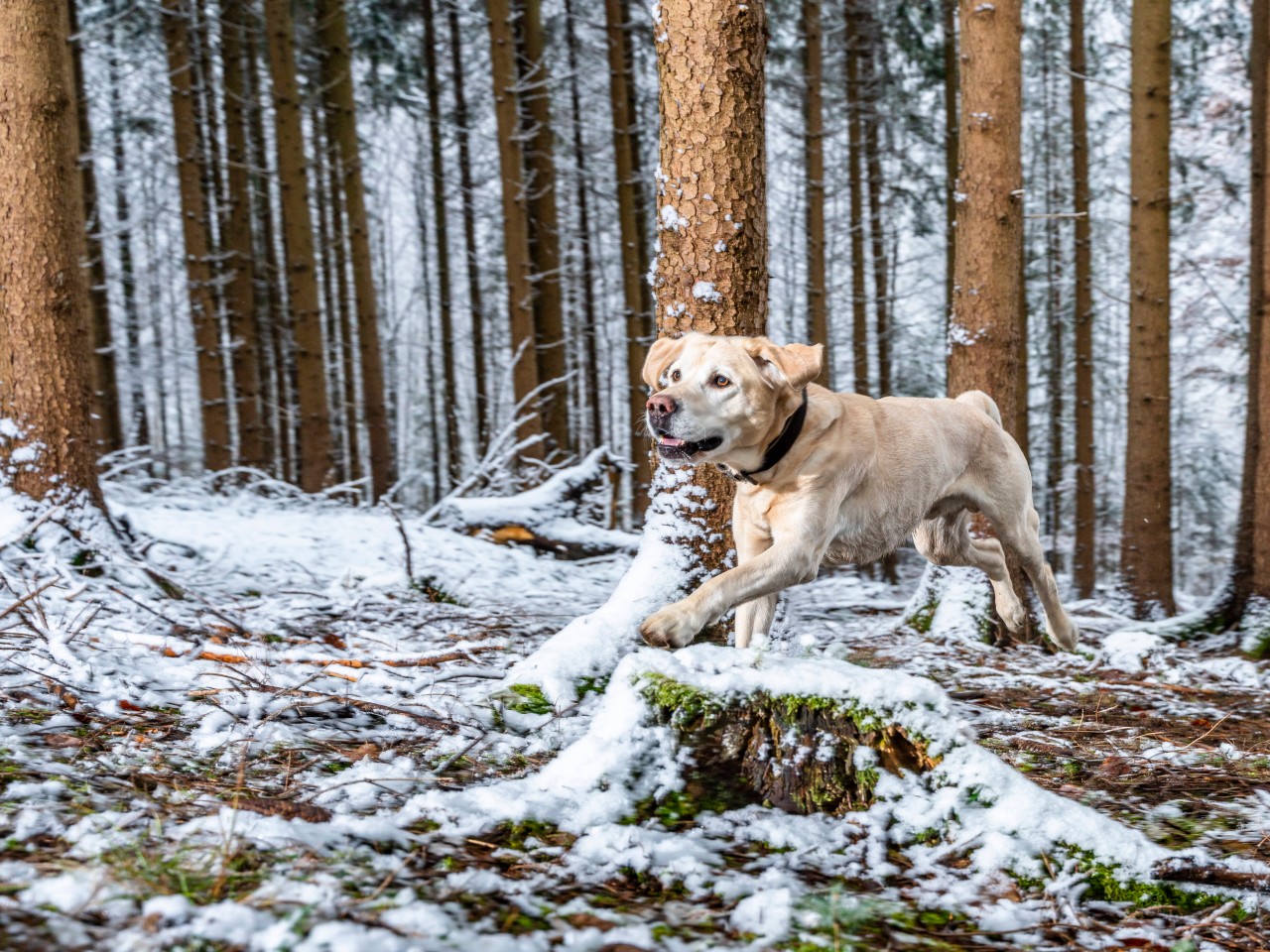 Bei einem Spaziergang durch den Wald kommt der Hund eines Jägers ums Leben. (Symbolbild)