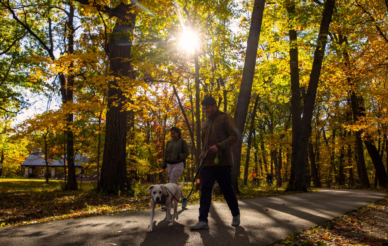 Mit dem Hund im Wald spazieren gehen? Das kann ziemlich gefährlich werden für den Vierbeiner. (Symbolbild)