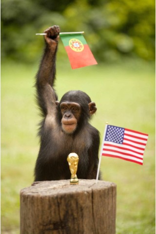 Daneben lag allerdings dieses haarige Orakel aus einem chinesischen Zoo in Guangdong. Das Spiel Portugal gegen die USA ging mit 2 : 2 unentschieden aus. 