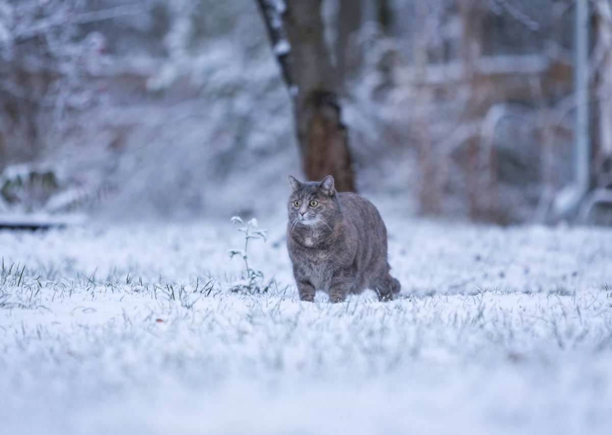 katze-im-schnee.jpg