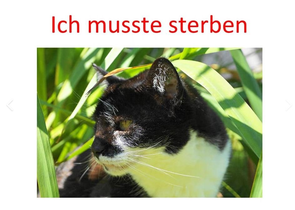 laila katze essen.JPG