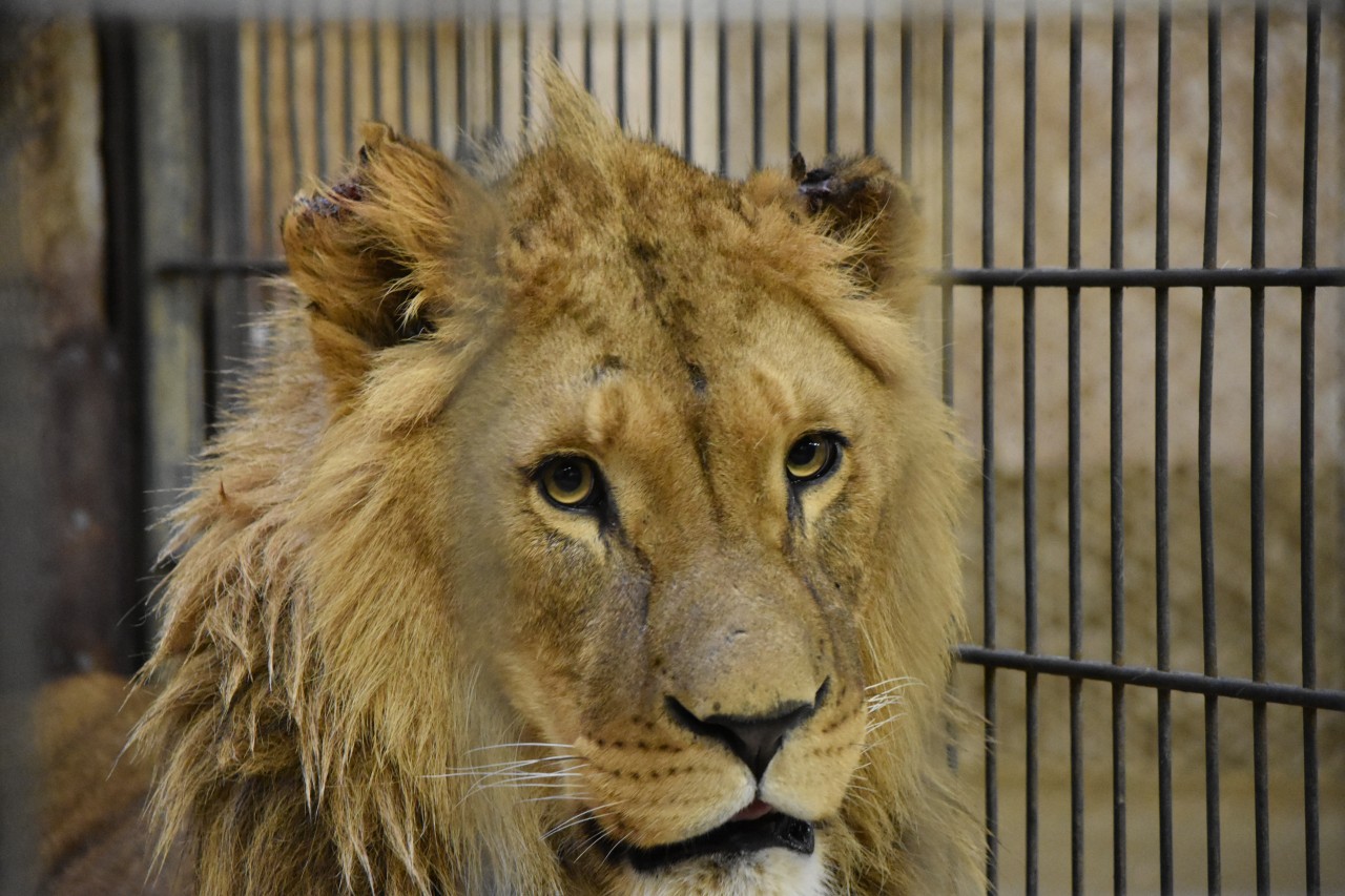 Das linke Ohr ab, das rechte kaputt - Tsavo hat schon wieder die Frauenpower im Duisburger Zoo zu spüren bekommen.